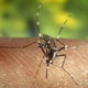 Illustration for article titled Why do mosquitoes bite some people and not others?
